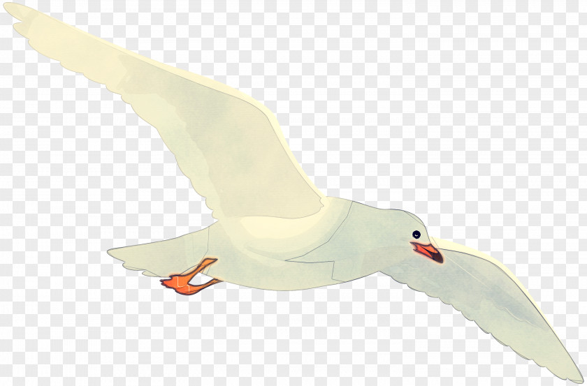European Herring Gull Wing Bird White Beak Goose PNG