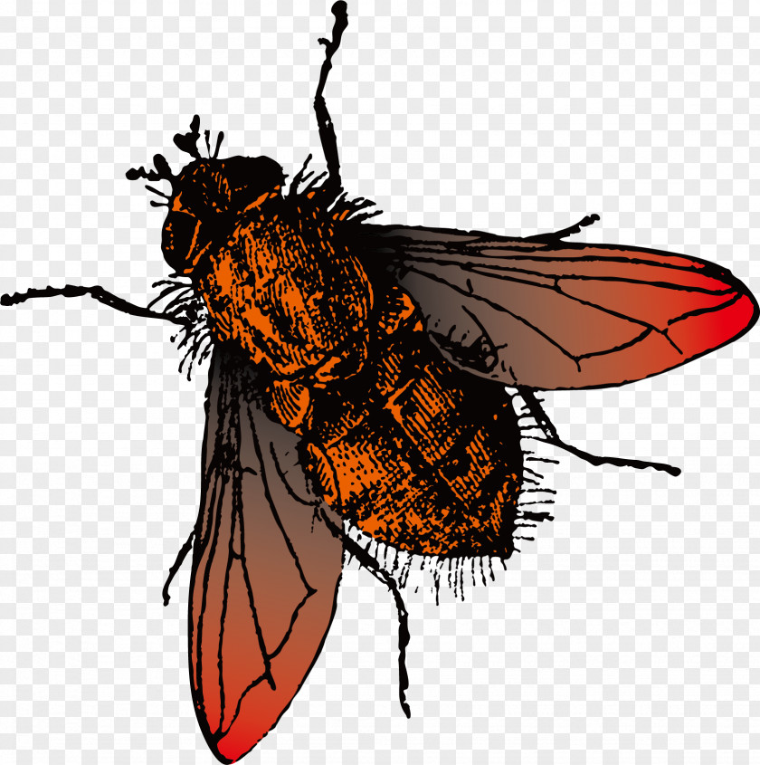 Fly Vector Material Photography PNG