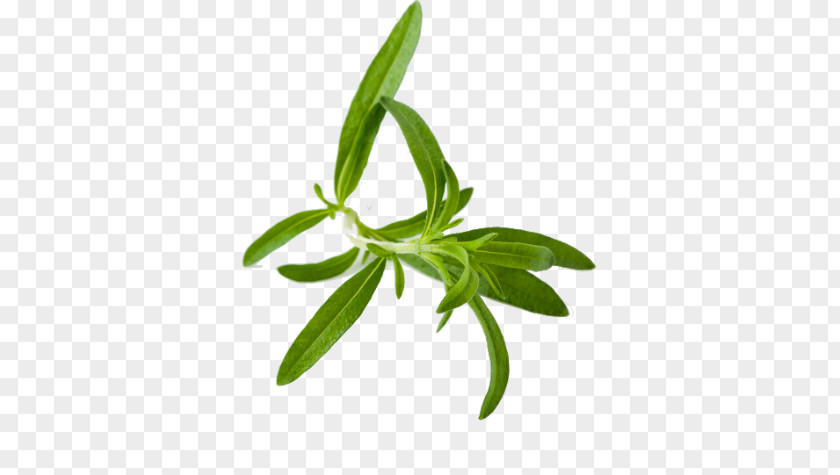 Herb Farm Tea Summer Savory Tarragon PNG