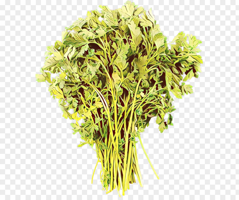 Plant Flower Grass Herb Stem PNG