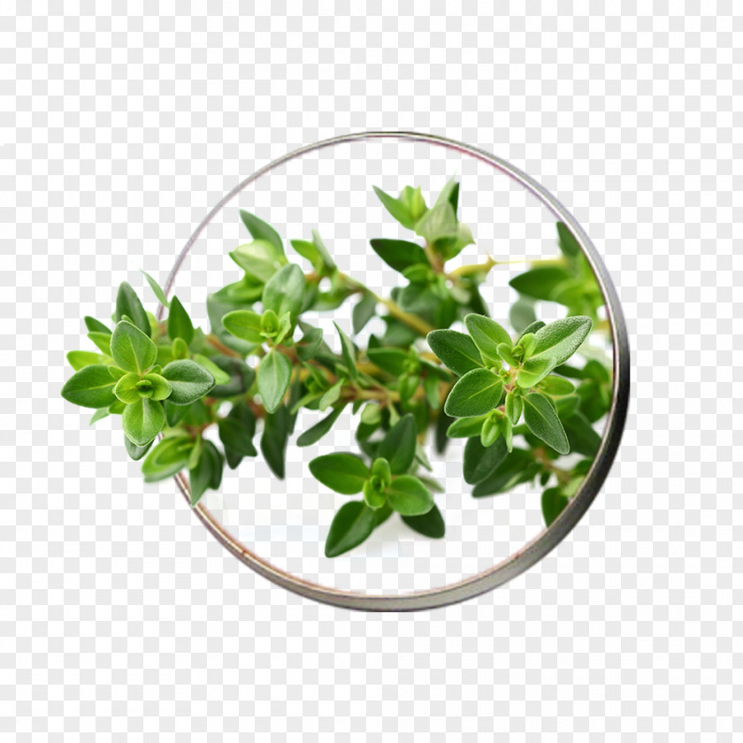 Vegetable Garden Thyme Herb Seed PNG