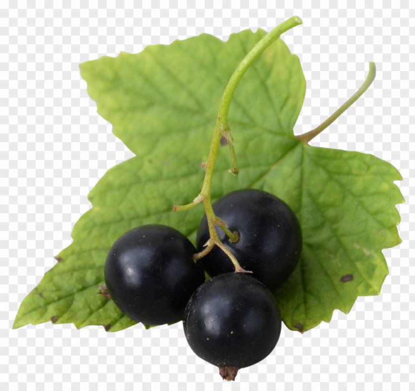 Fresh Black Currants Gooseberry Blackcurrant Zante Currant Redcurrant Frutti Di Bosco PNG