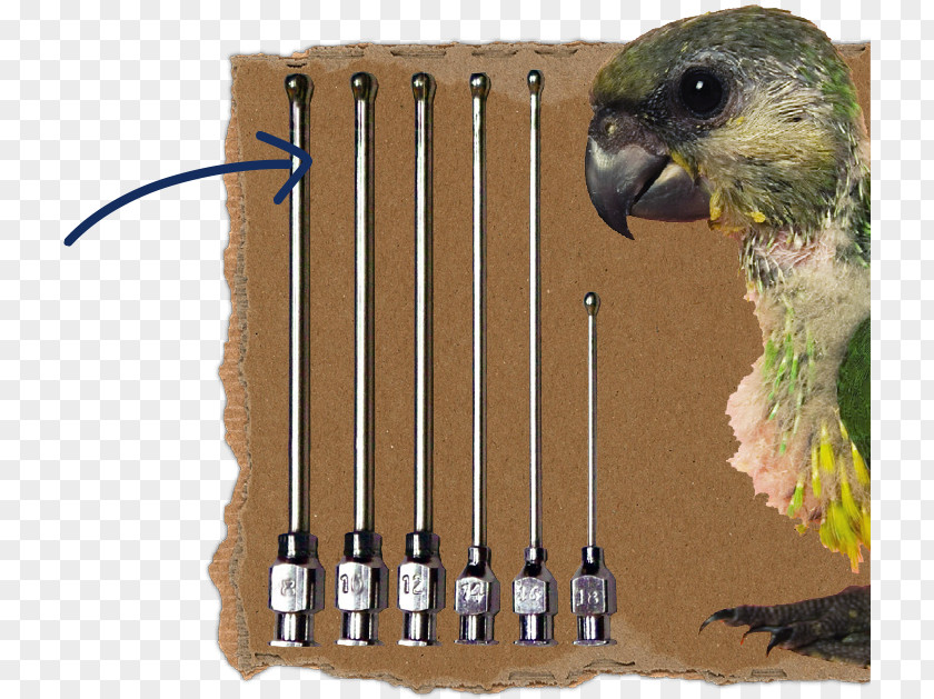 Bird Parakeet Fauna Feather Beak PNG