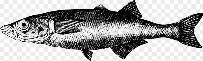 Brown Animal Freshwater Fish Herring Fresh Water PNG