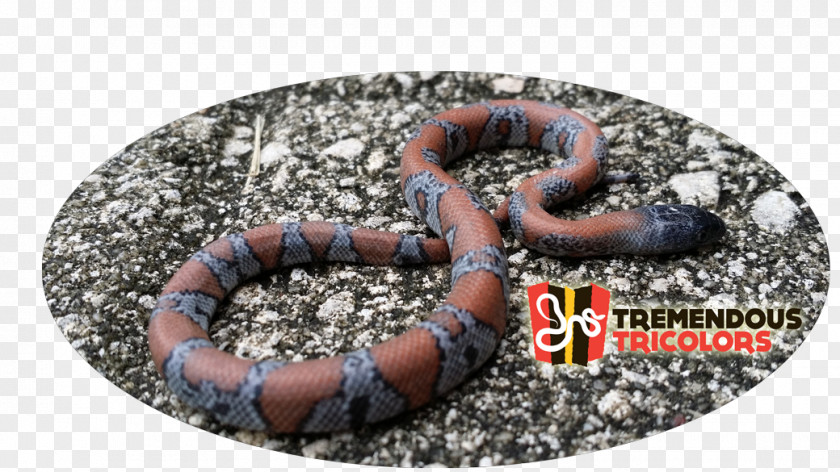 Coffey Annelid Worm Kingsnakes PNG