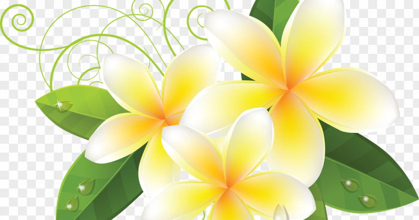 Frangipani White Illustration Petal Image PNG