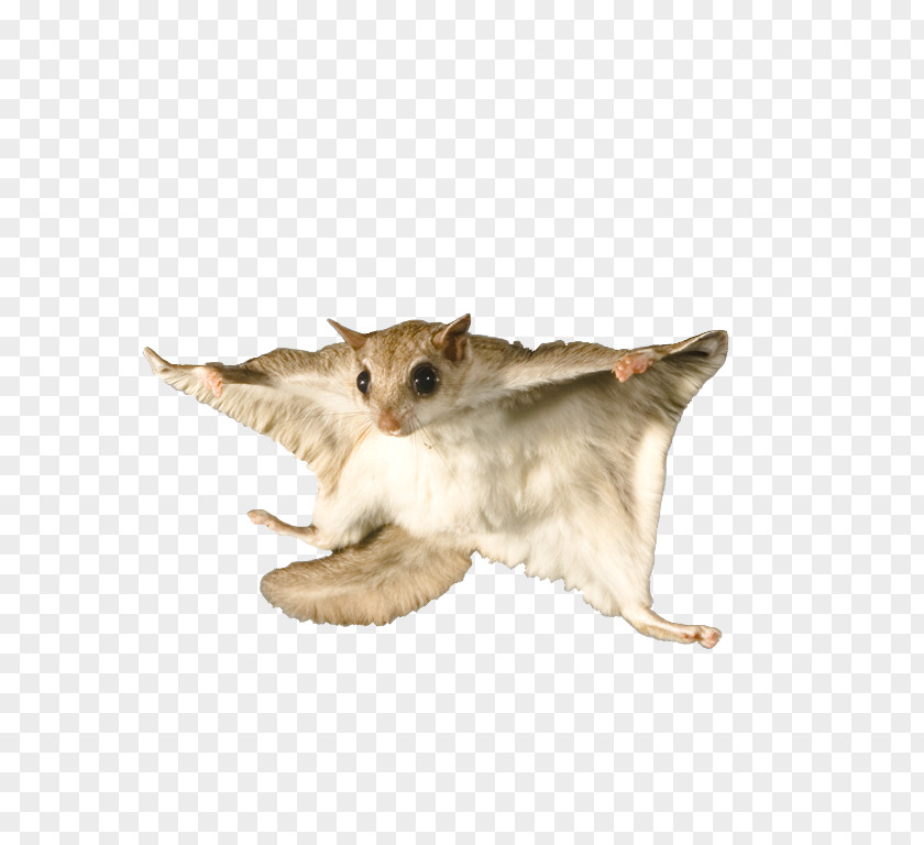 Gliding Flying Squirrel Bat Raccoon Rodent PNG
