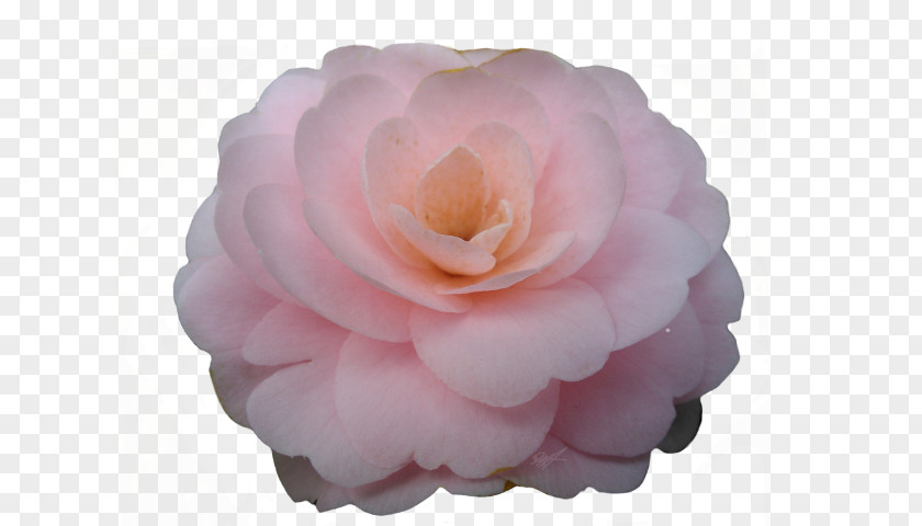 Peony Centifolia Roses Japanese Camellia Petal Pink M PNG