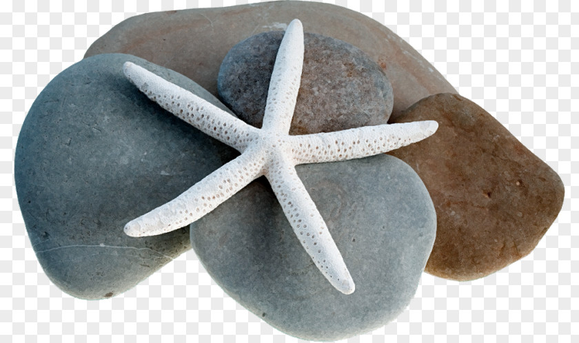 Starfish Echinoderm Clip Art Vector Graphics PNG