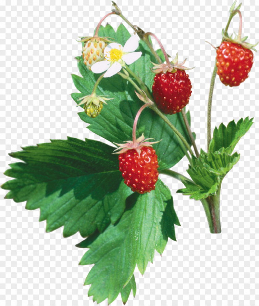 Strawberry Musk Clip Art PNG