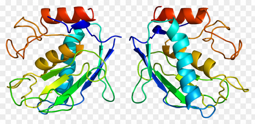 Biological Nutrient Cycle MMP7 Matrix Metalloproteinase Stromelysin 1 PNG