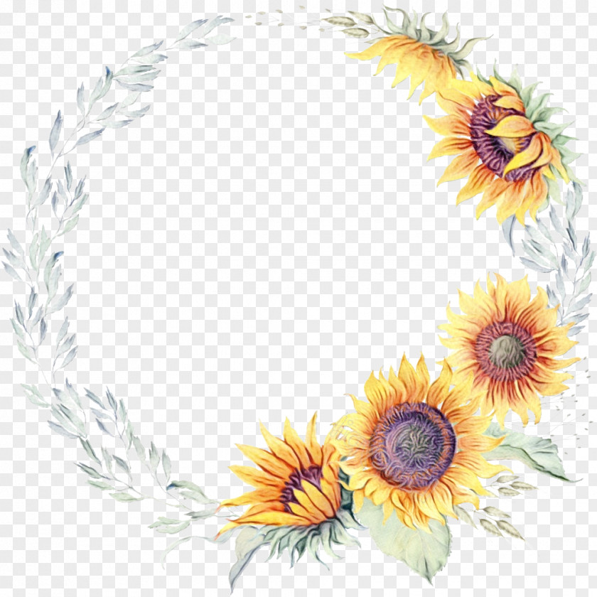 Camomile Daisy Family Sunflower PNG