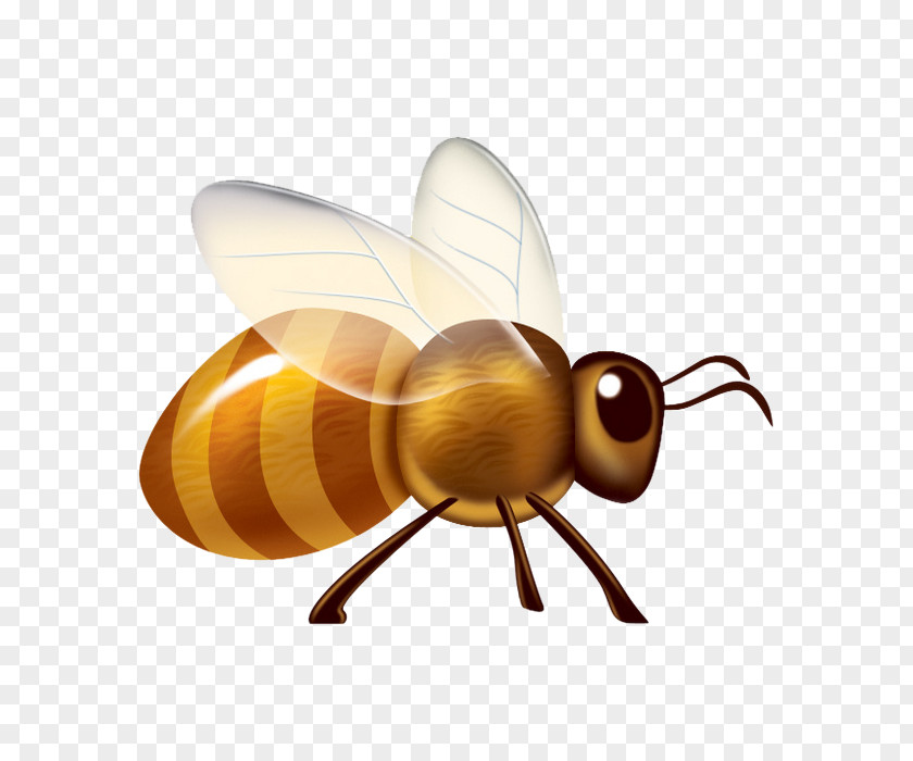 Cute Cartoon Bee Apidae Insect PNG