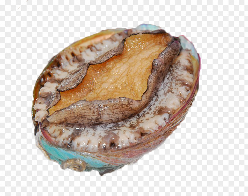 Dalian Live Frozen Abalone Seafood Speciality Haliotis Diversicolor Buddha Jumps Over The Wall Sea Cucumber As Food PNG