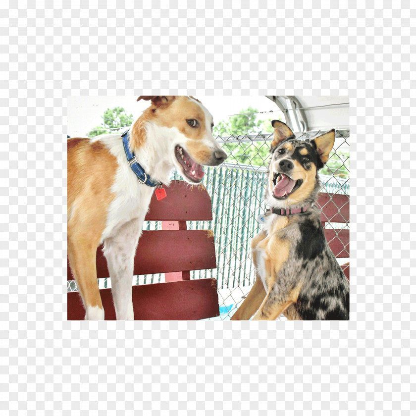 Dog Breed Leash Snout PNG