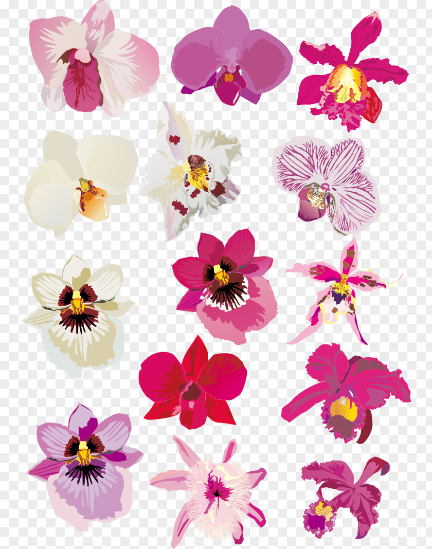 Orchid Vector Material Orchids Euclidean Download PNG