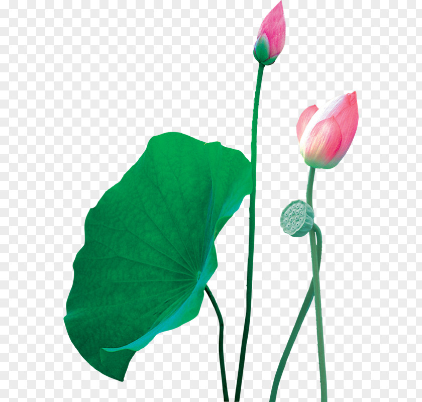 Beautiful Lotus,Great Fresh Lotus Nelumbo Nucifera Transparency And Translucency Effect PNG