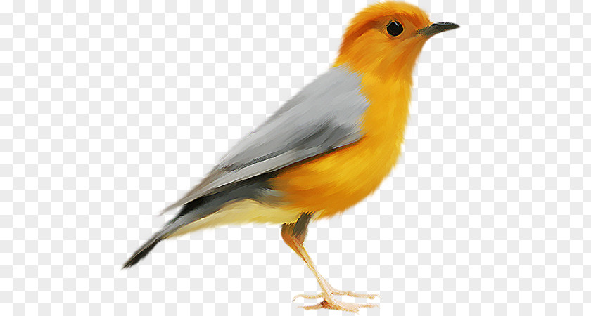 Birds PNG clipart PNG