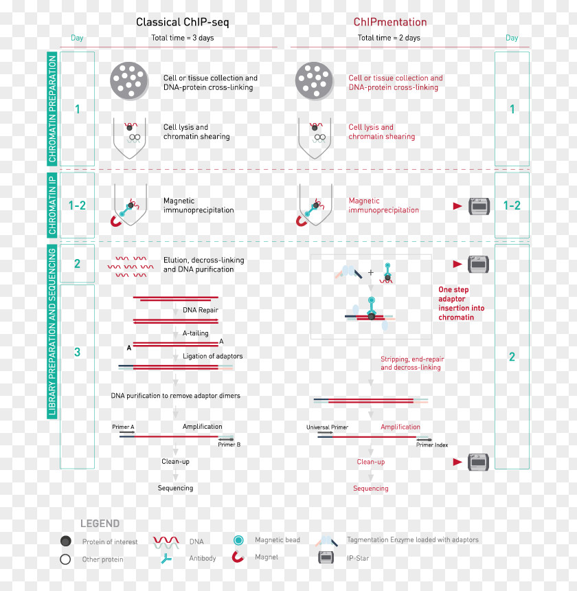 ChIP-sequencing Chromatin Immunoprecipitation DNA Genome PNG