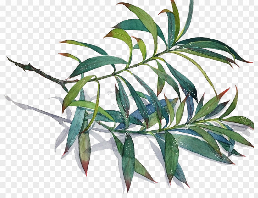 Hand-painted Bamboo Leaves Material Common Lophatherum Leaf Branch PNG