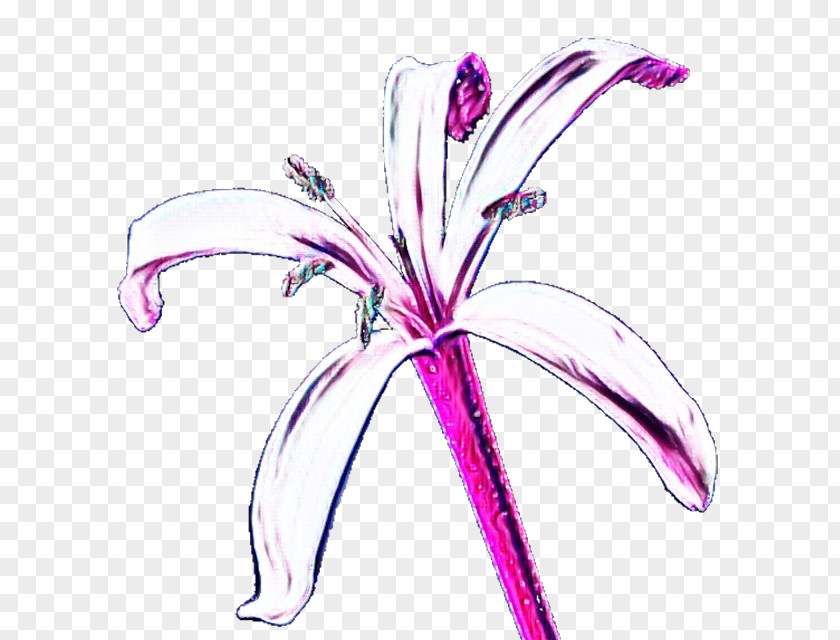 Lily Family Stargazer Flower Plant Pink Violet Petal PNG