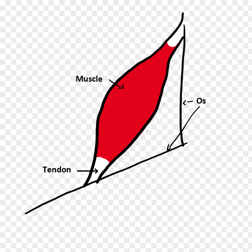 Muscles Tendon Bone Muscle Tendinitis Ligament PNG
