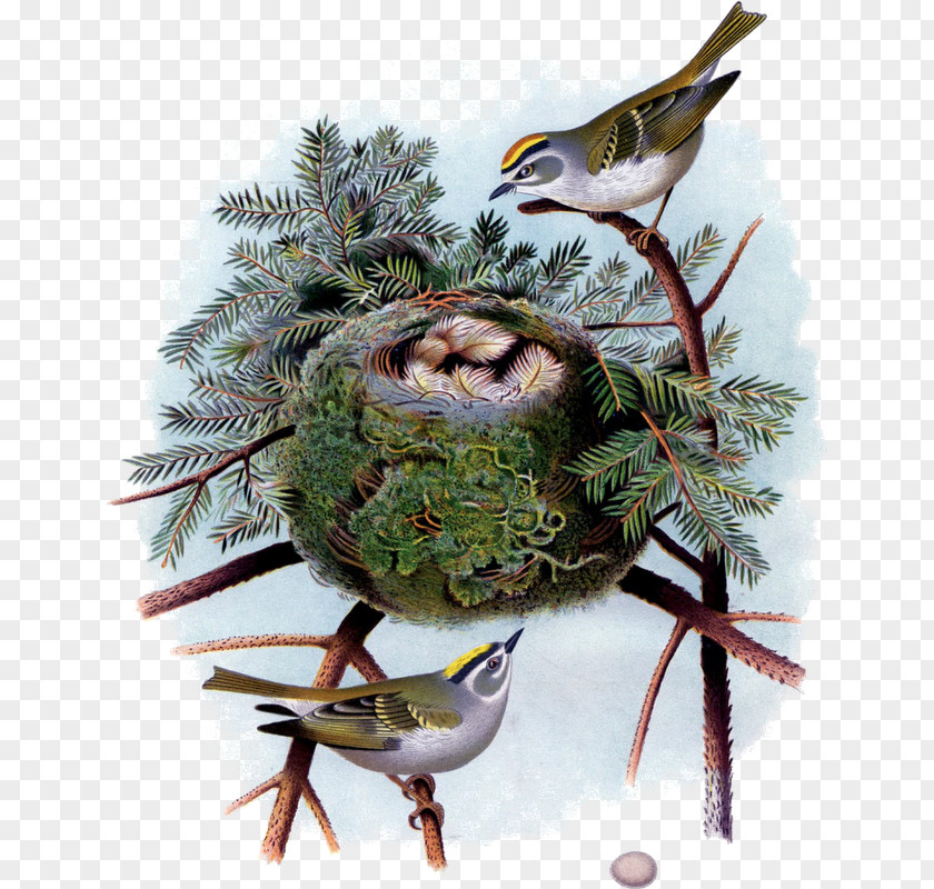 Bird Nest Decoupage Work Of Art Painting Drawing PNG