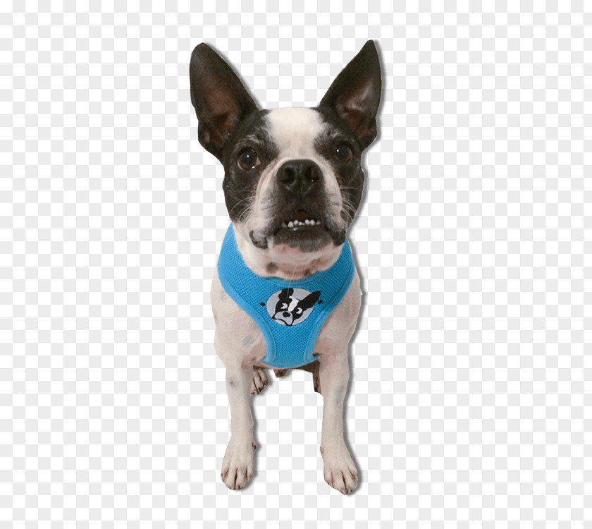 BOSTON TERRIER Dog Breed Boston Terrier Bull Cairn PNG