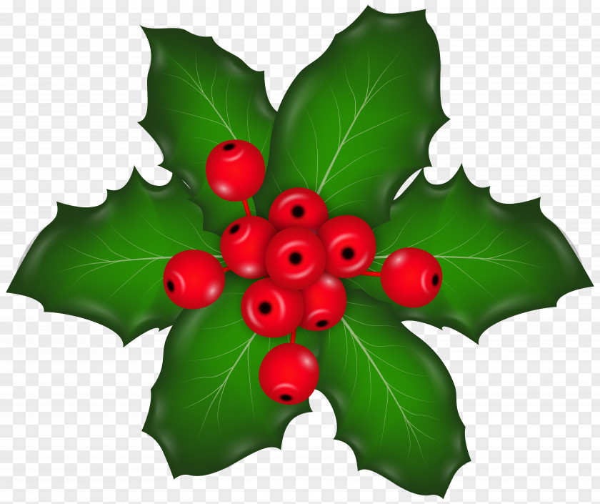 Christmas Mistletoe Clip Art Image Holly Aquifoliales Fruit Leaf PNG