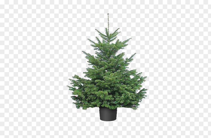 Christmas Tree Artificial Pre-lit Day PNG