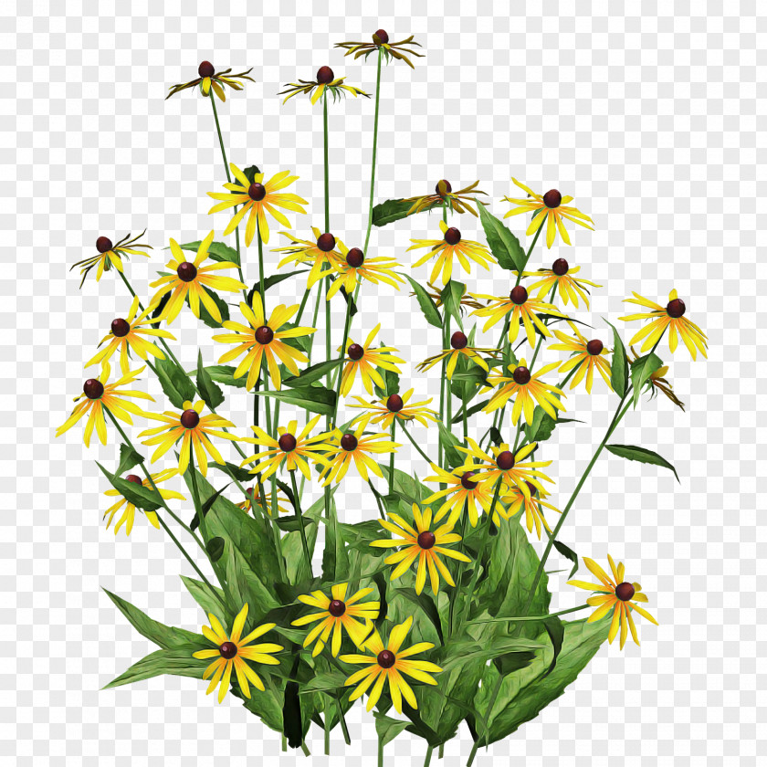 Flower Plant Yellow Wildflower Tickseed PNG