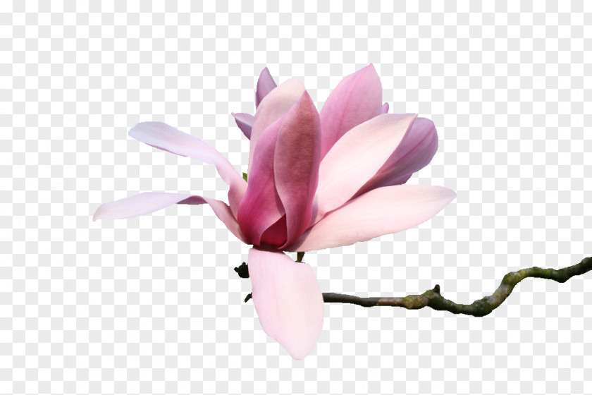 Flowers:Le Volume Sur Primtemps Magnolia Tube PSP PNG