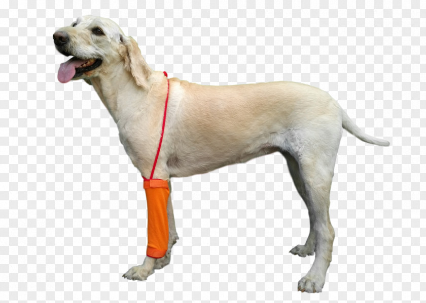 Labrador Retriever Companion Dog Breed Veterinarian Collar PNG