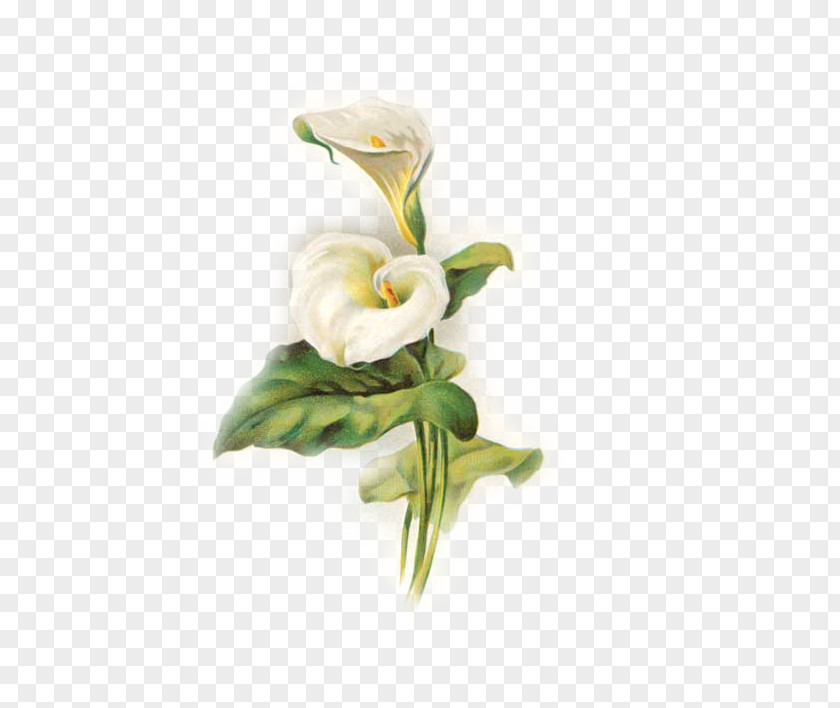 Lily Lilium Arum-lily Easter Flower Pattern PNG