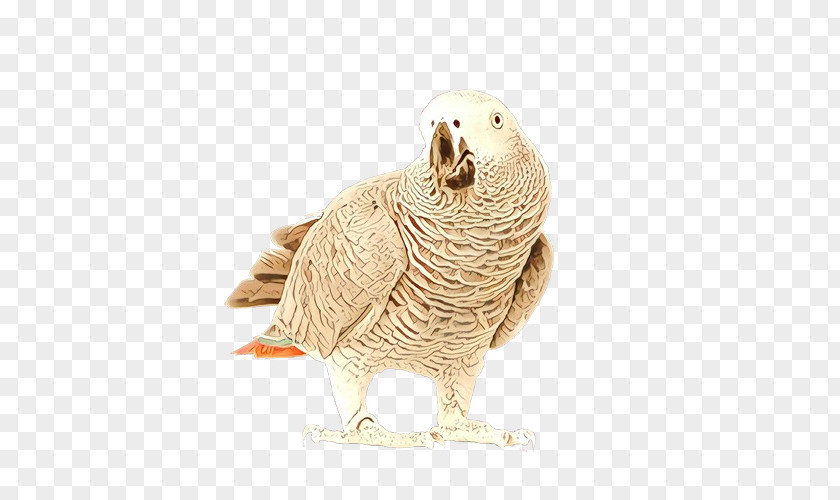 Parakeet African Grey Bird Parrot PNG