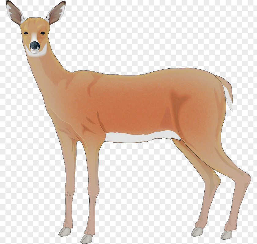 Reindeer PNG