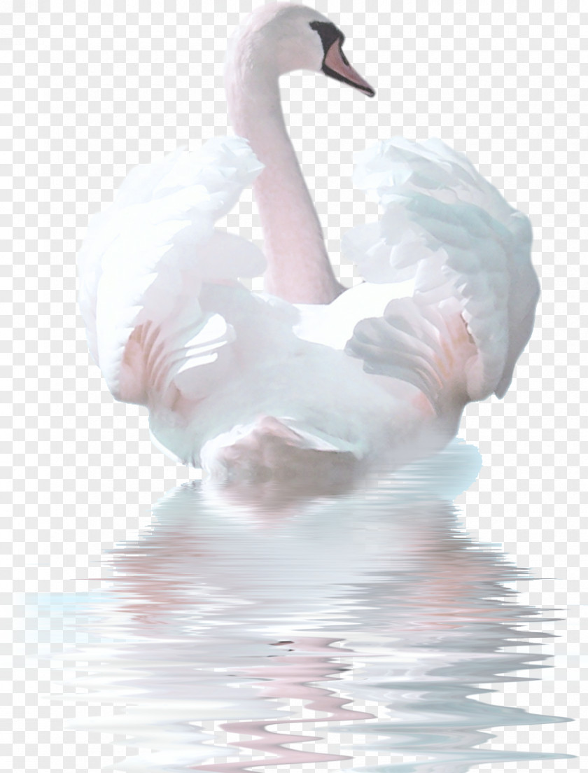 Swan Cygnini Bird Watercolor Painting Clip Art PNG