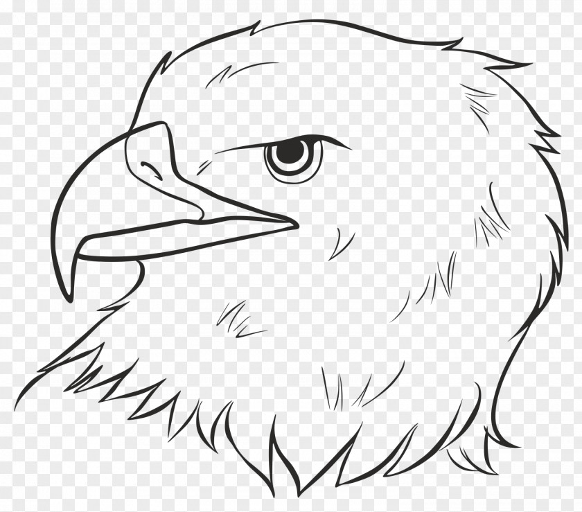 Bird Bald Eagle Beak Drawing PNG
