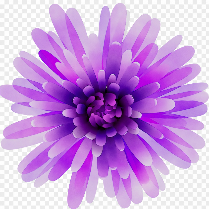 Chrysanthemum PNG