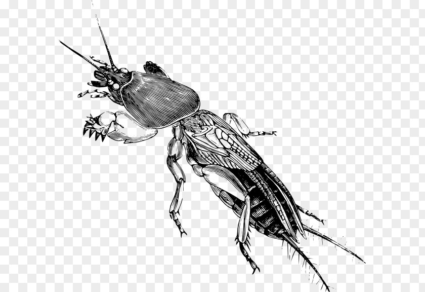 Cricket Drawing Gryllotalpa Insect Sketch PNG