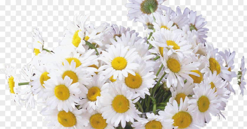 Flower Bouquet Photography Cut Flowers Common Daisy PNG