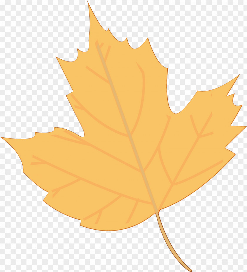 Leaf Maple / M Tree Plant Science PNG