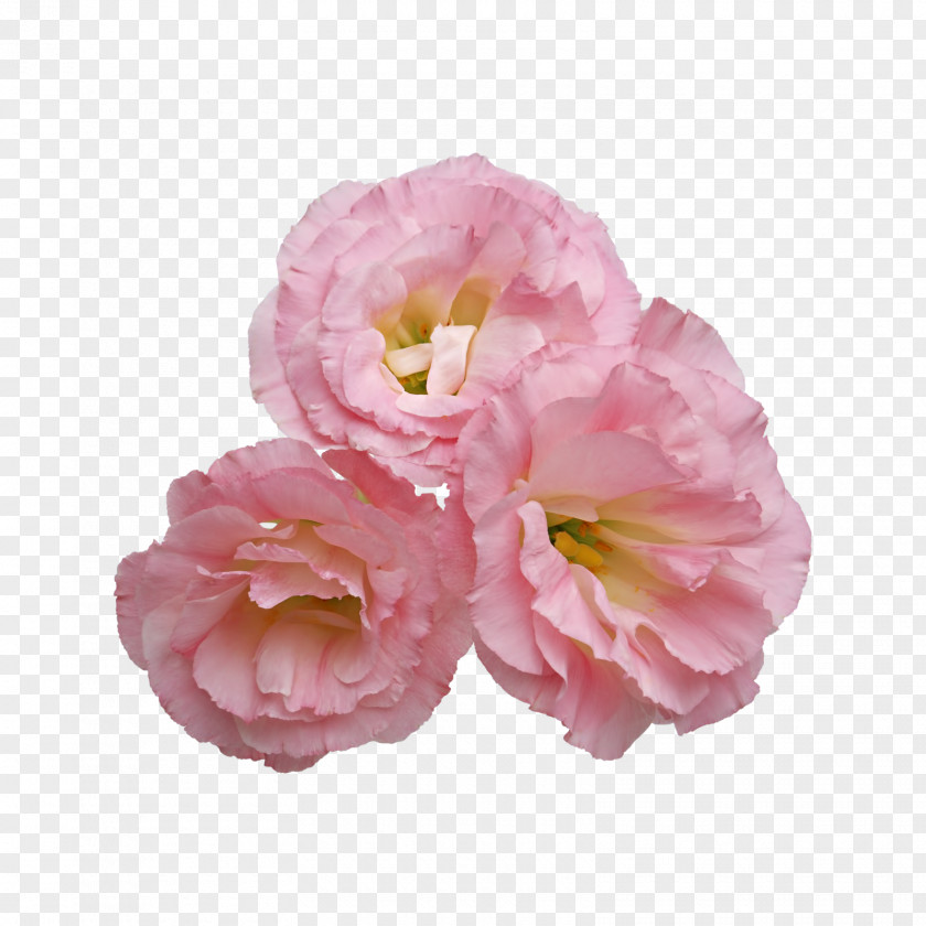 Pink Flower Clip Art PNG