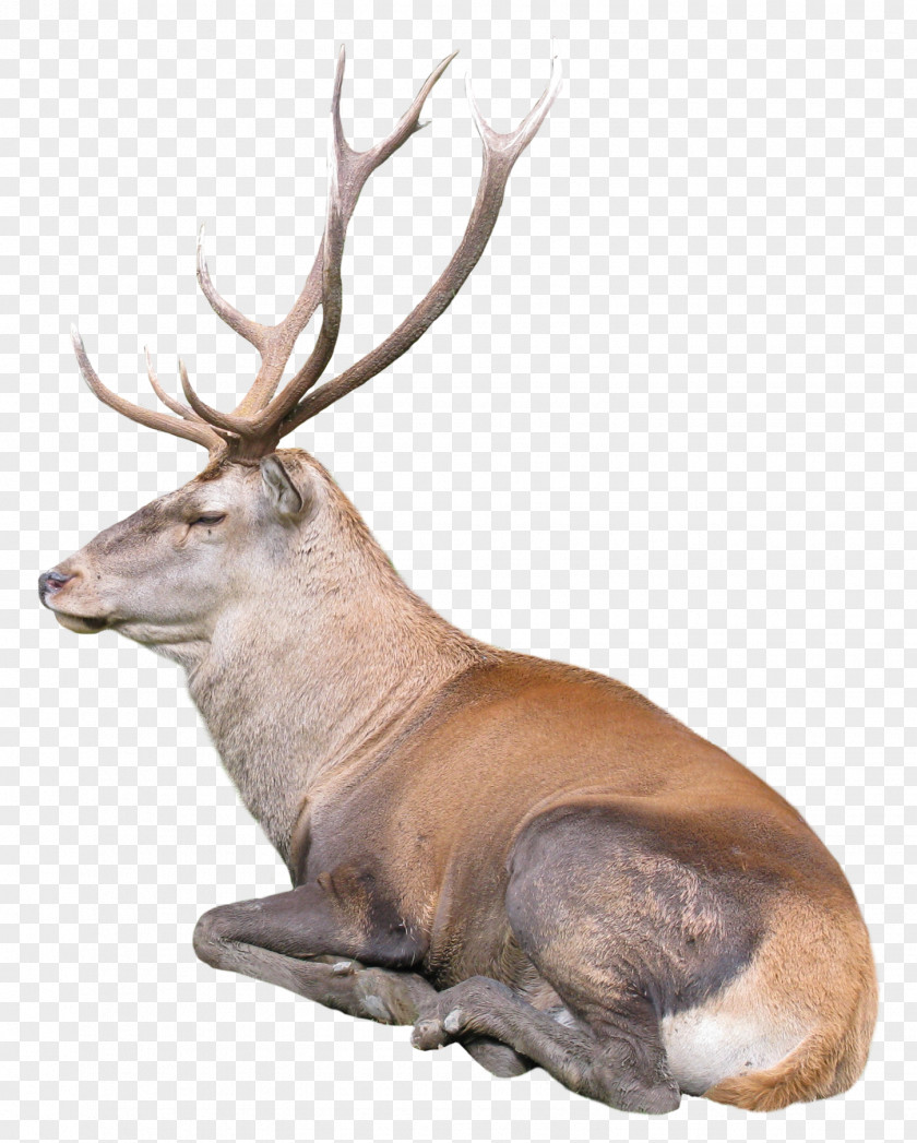 Reindeer Rudolph PNG