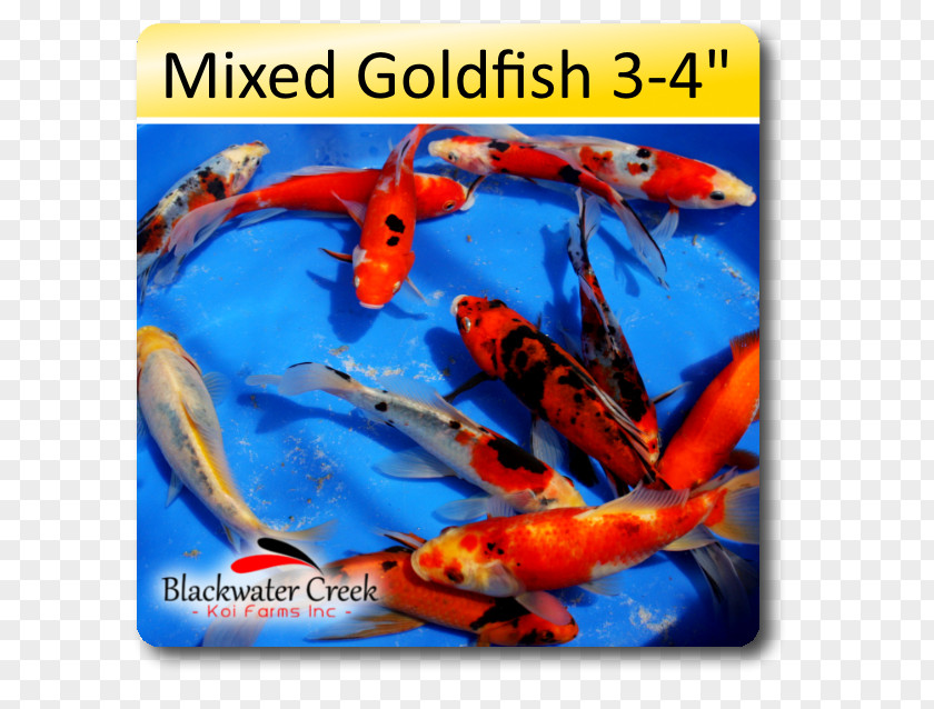 Shubunkin Goldfish Blackwater Creek Koi Farm Feeder Fish PNG