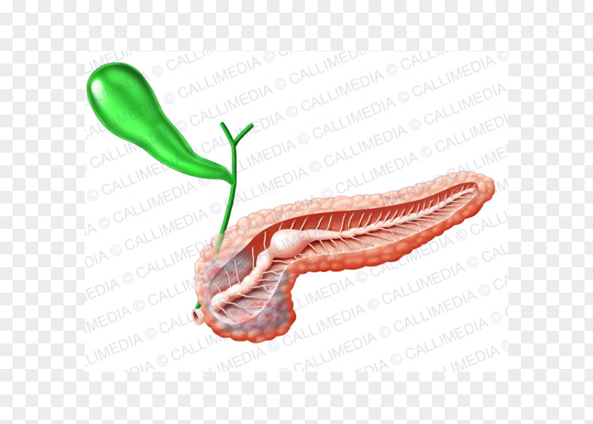 Sistema Pancreas Gallbladder Endocrine System Human Anatomy PNG