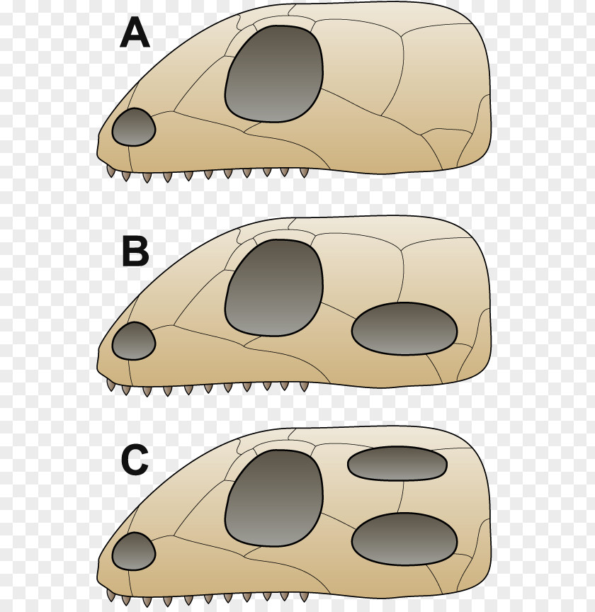 Title Comparison Vertebrate Synapsid Diapsid Anapsid Pterosaurs PNG