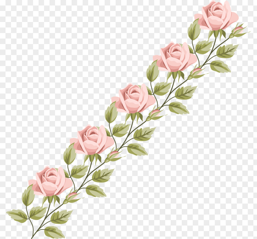 Flower Garden Roses Cabbage Rose Floral Design Cut Flowers PNG