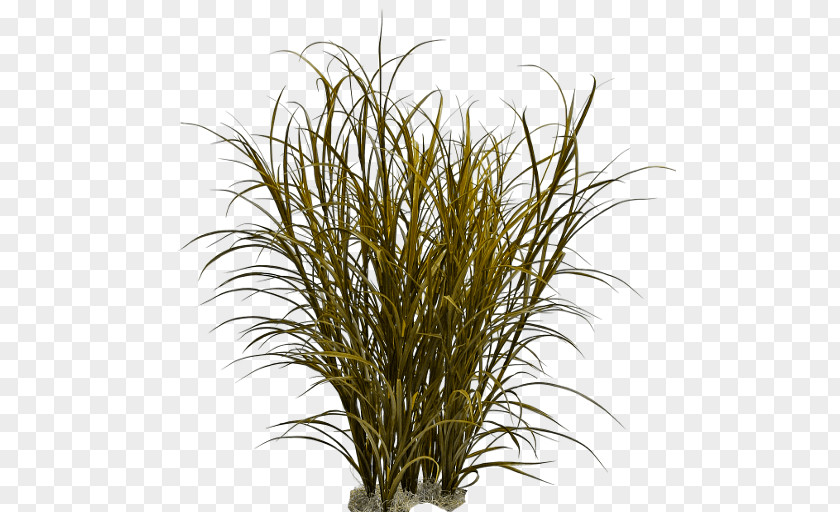Grass Ornamental Fountain Pennisetum Alopecuroides PNG
