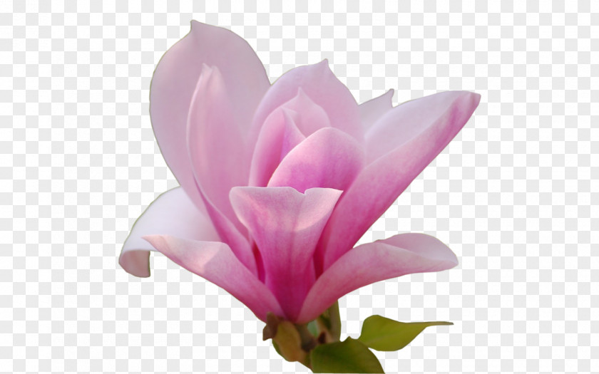 Magnolia Flower Southern PNG